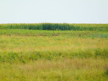 Scenic view of grassy field against clear sky