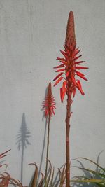 Close-up of red flowering plant against wall