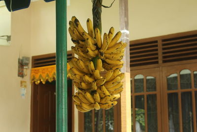 Close-up of yellow flowers hanging on window at home