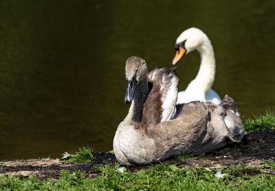 Swan in a lake