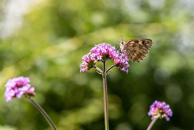 Close-up of butterfly pollinating on pink flower