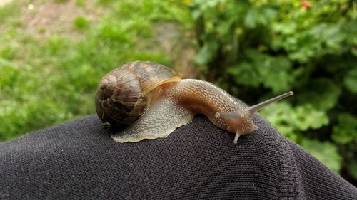 Close-up of snail on hand