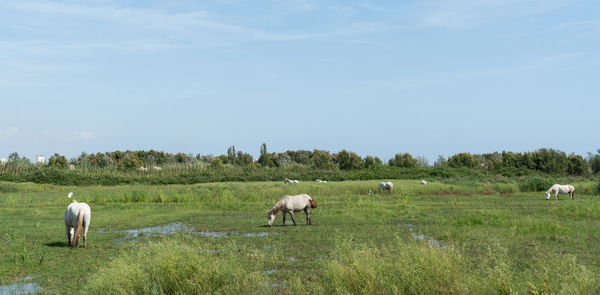 Horses grazing in a field