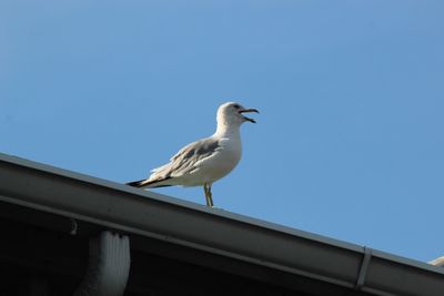 Low angle view of bird perching against clear blue sky