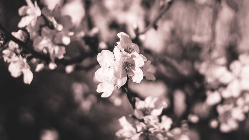 Close-up of cherry blossom outdoors