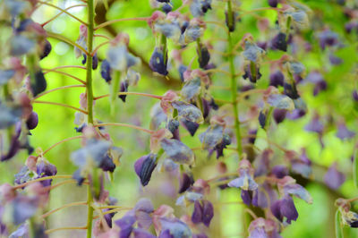 Close-up of plants