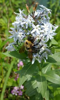 Close-up of bee pollinating flower