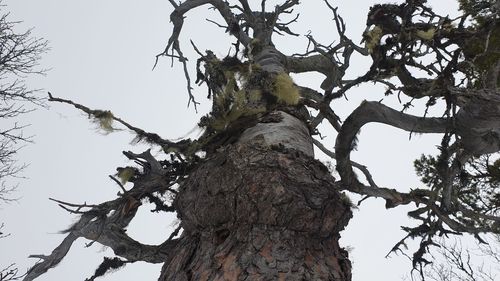 Low angle view of bare tree against sky