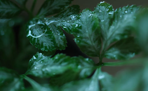 Close-up of raindrops on leaves