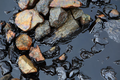 High angle view of leaves floating on water