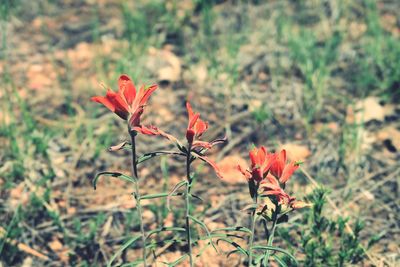 Close-up of red flowering plant on field