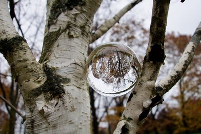 Close-up of crystal ball on tree