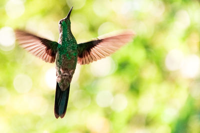 Close-up of bird flying