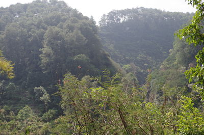 Scenic view of forest