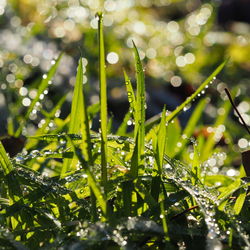 Close-up of wet spider web on plant