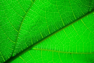 Macro shot of green leaf