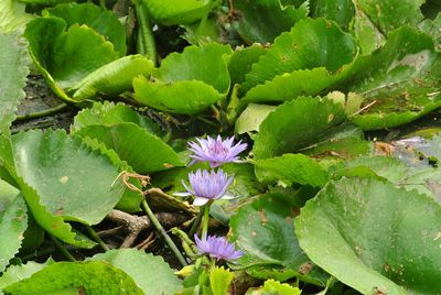 Close-up of purple flowers blooming outdoors