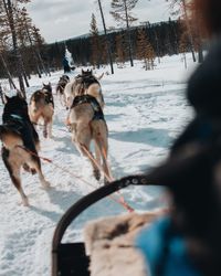 Dogs in snow covered car during winter