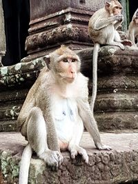 Portrait of sheep sitting on staircase