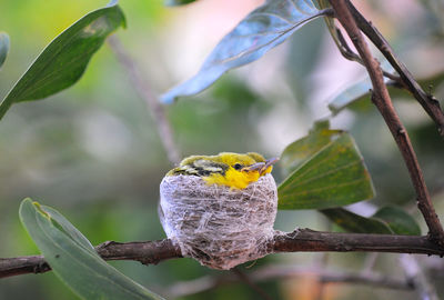 Close-up of bird perching on branch