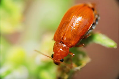 Close-up of an orange insect sitting on a green leaf in nature