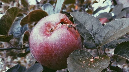 Close-up of apple on tree