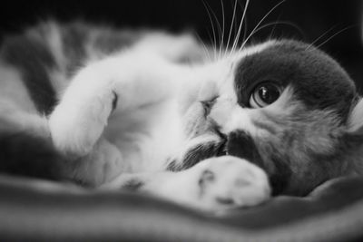 Close-up of kitten relaxing indoors