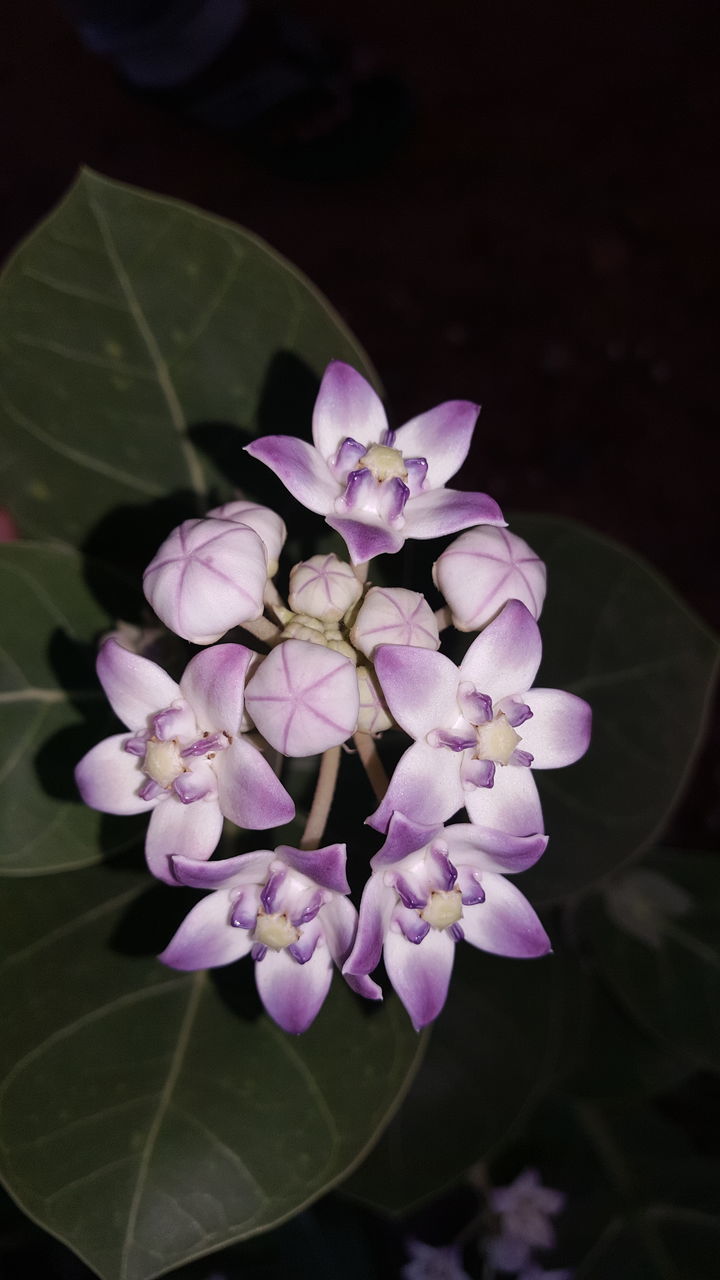 HIGH ANGLE VIEW OF PURPLE FLOWERING PLANTS