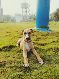 Portrait of dog on field