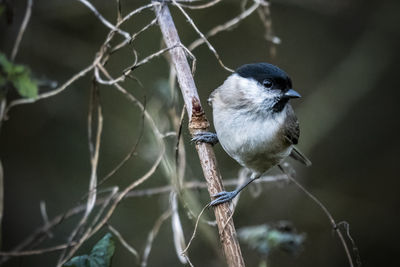 Close-up of bird perching on branch