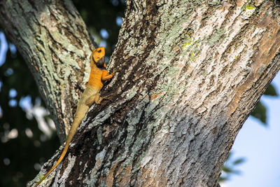 Close-up of squirrel on tree trunk