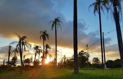 Trees on field against sky during sunset