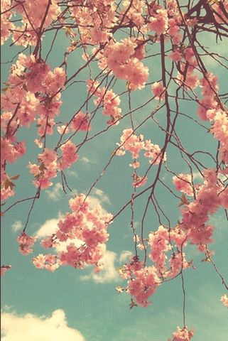 flower, branch, tree, freshness, growth, beauty in nature, low angle view, pink color, nature, fragility, blossom, season, day, in bloom, blooming, outdoors, springtime, autumn, twig, pink