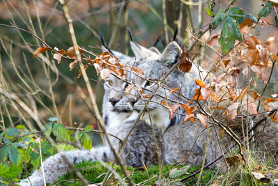 Cat on branch