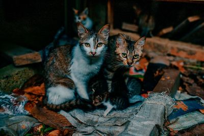 Portrait of kitten sitting outdoors