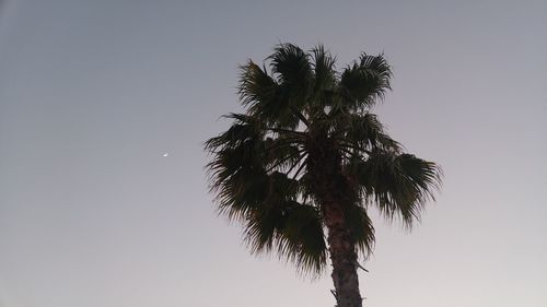 Low angle view of coconut palm tree against clear sky