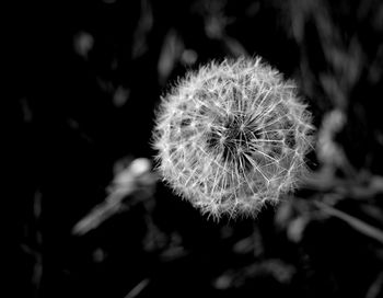 Close-up of dandelion flower