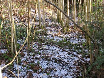 Full frame shot of bamboo trees in forest