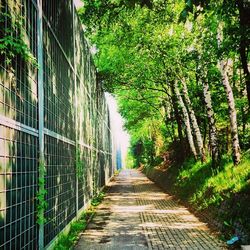 Narrow walkway along trees