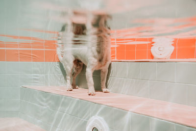 Underwater view of dog in the pool, fun and lifestyle at summer