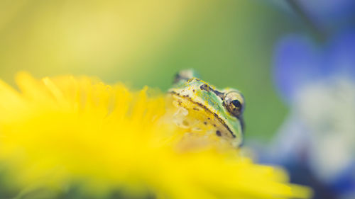 Close-up of insect on yellow flower