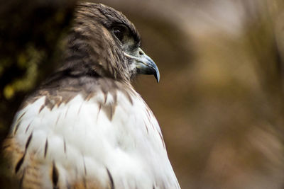 Close-up of eagle