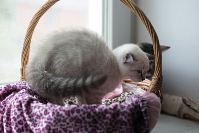 Close-up of cat sleeping in basket