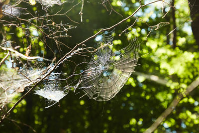 Close-up of spider on web