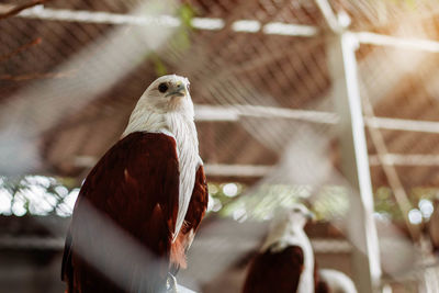 Close-up of eagle perching in cage