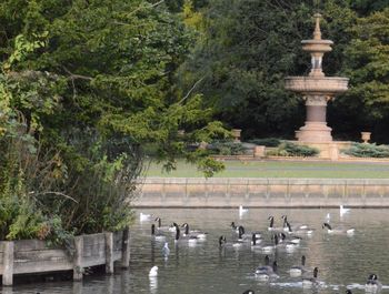 Swans swimming in lake