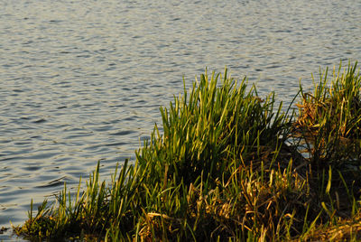 High angle view of plants growing in lake