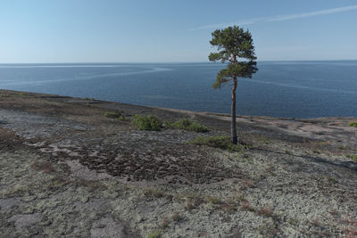 Lonely pine tree on the granite seashore. nordic landscape.