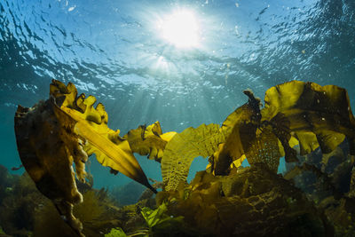 Sunlight shining down on a forest of seaweed