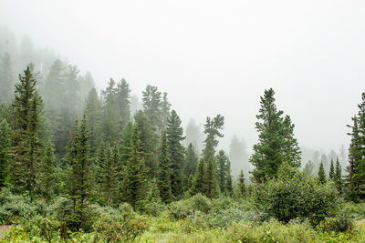 Trees in forest against clear sky